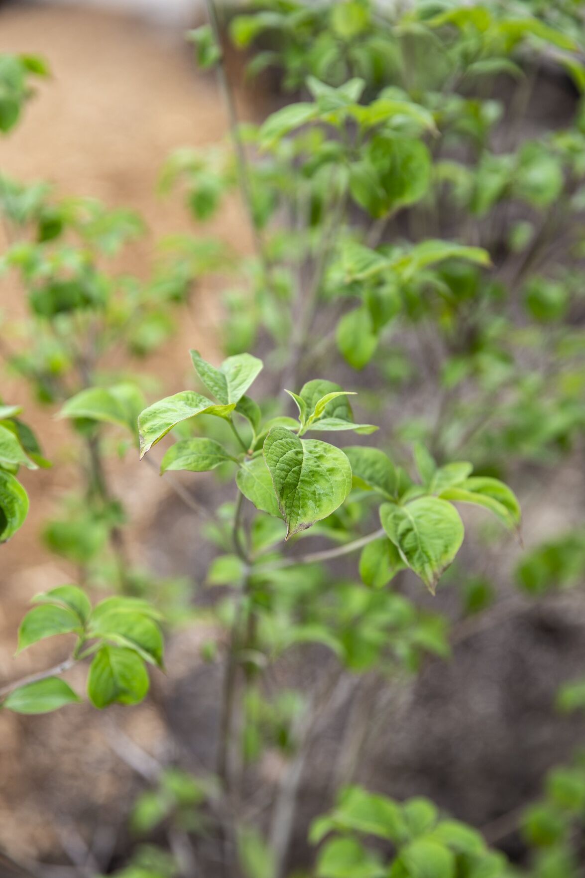 smoke-bush-indigenousgardener_8.JPG